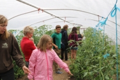 gewaechshaus